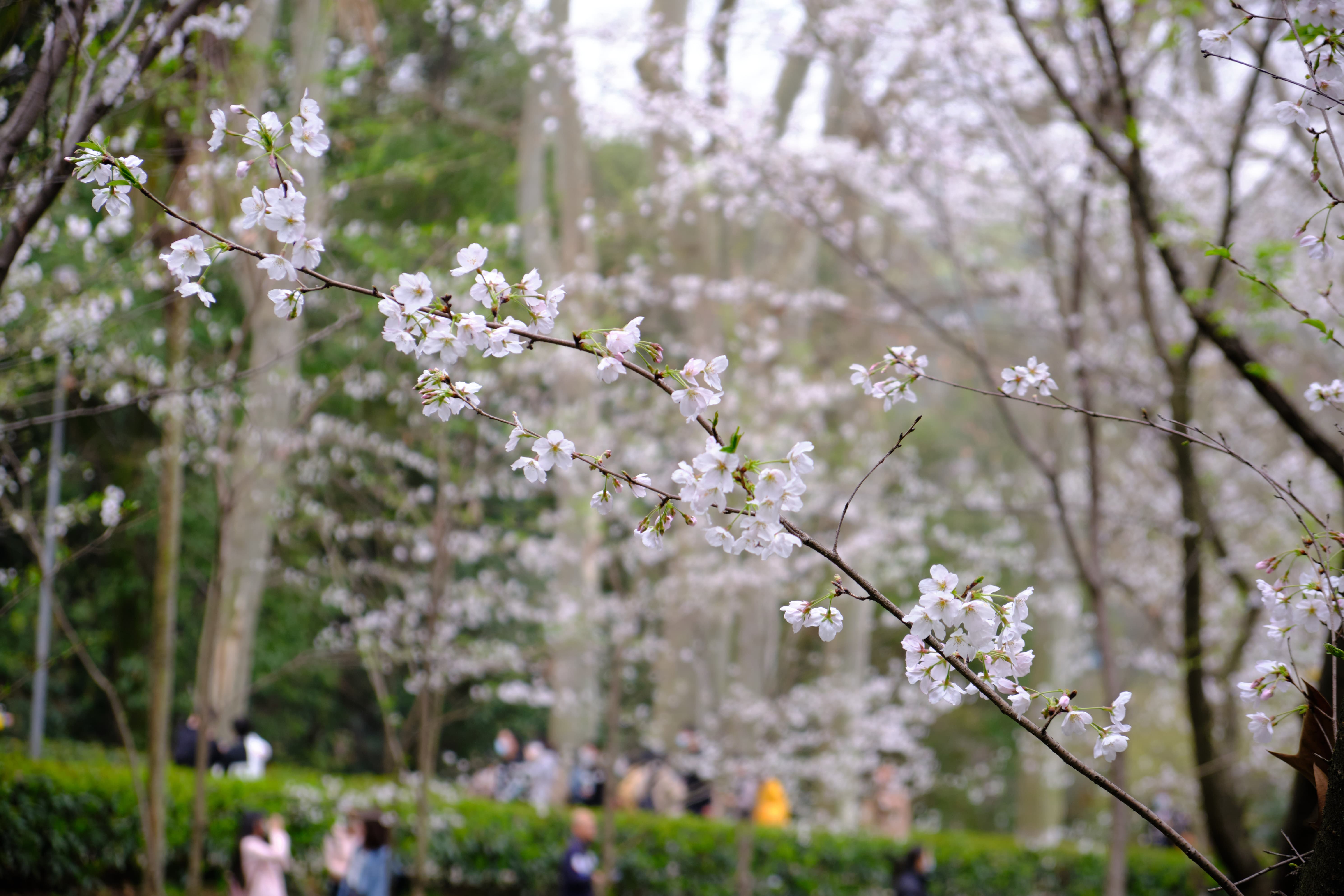 鲲鹏广场1