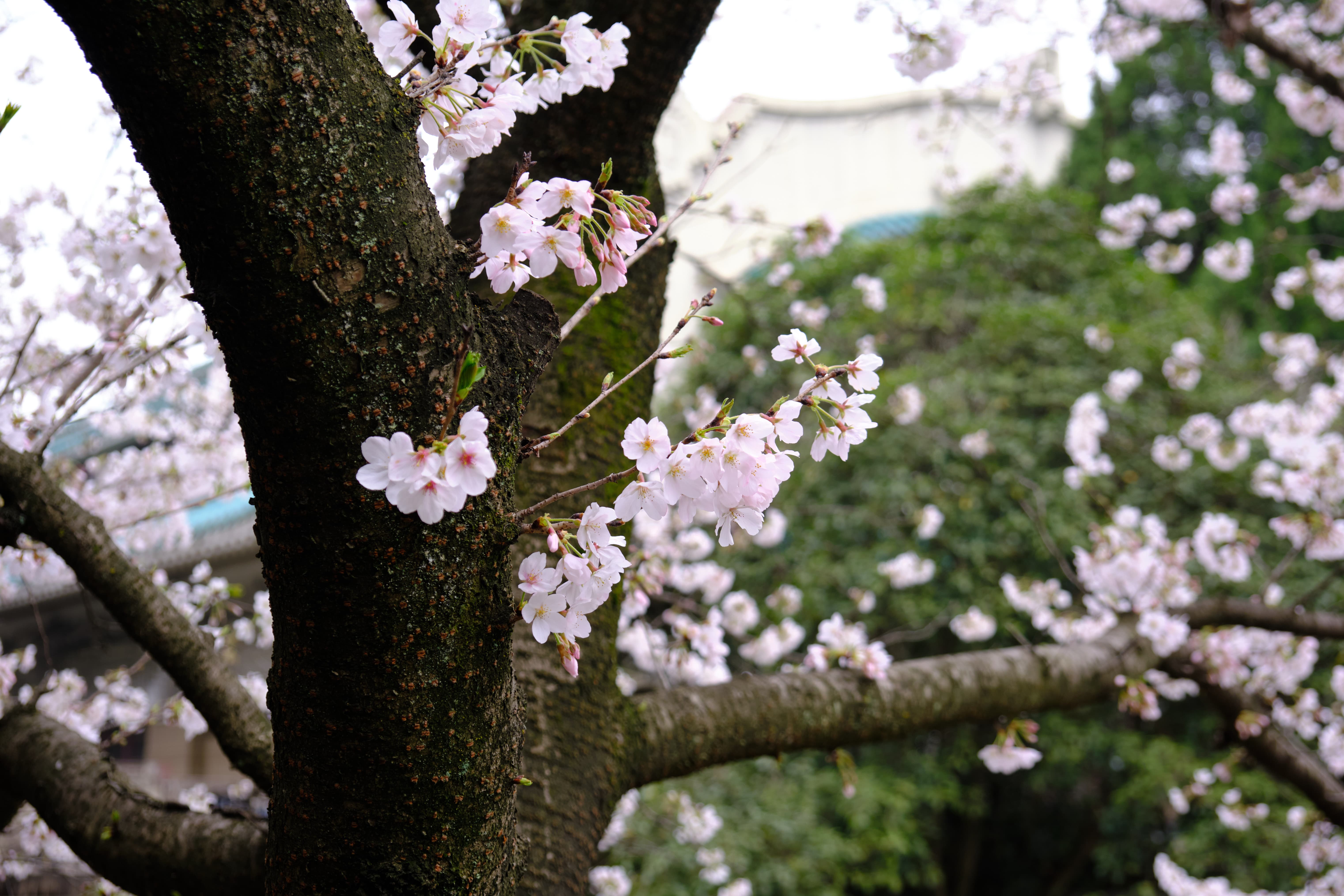 鲲鹏广场1